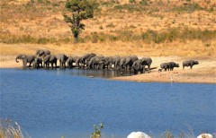 Unrivalled wildlife in Kruger National Park