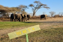 It's not at all unusuall to come across a wide variety of wildlife while enjoying a round at Skukuza Golf Club.