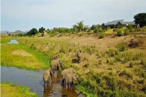 Enjoying a round at Kambaku is full f suprises, here elephants browse in the Crocodile River next to the course