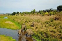 Enjoying a round at Kambaku is full f suprises, here elephants browse in the Crocodile River next to the course