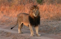 Magnificent male lion in Kruger National Park