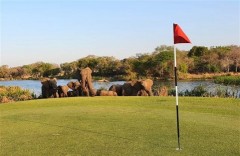 Elephants on the course in Kruger National Park