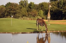 Golfing in Kruger National Park, just a little different!